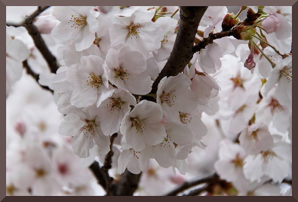 HADONG/Korea - Cherry Blossom X