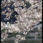 HADONG/Korea - Cherry Blossom XI