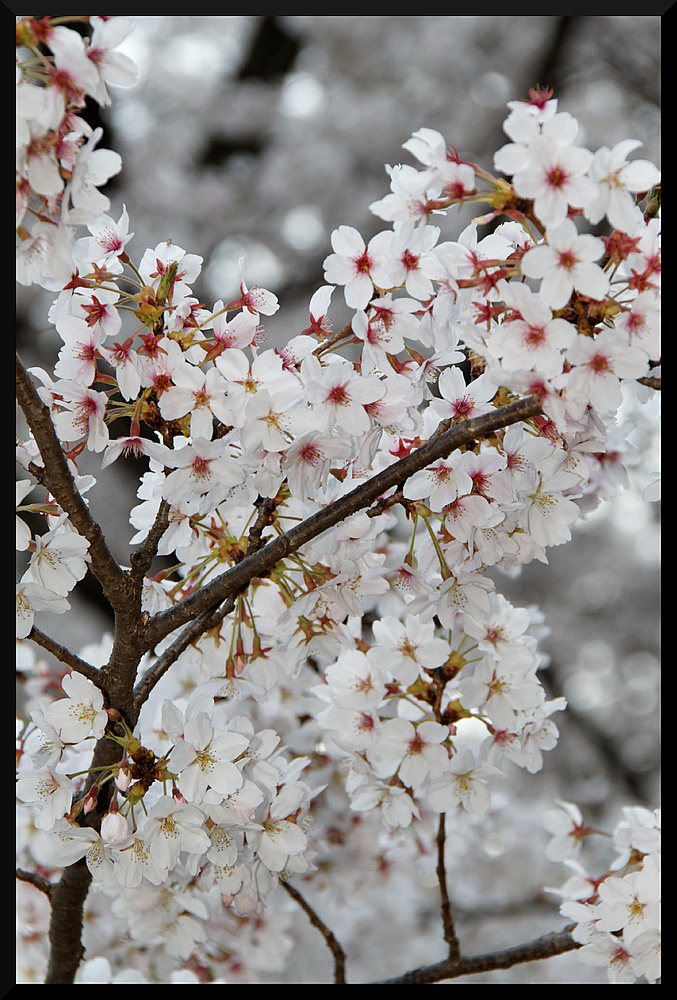 HADONG/Korea - Cherry Blossom XX