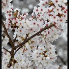 HADONG/Korea - Cherry Blossom XX