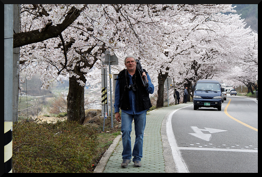 HADONG/Korea - Cherry Blossom XXV