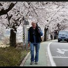 HADONG/Korea - Cherry Blossom XXV