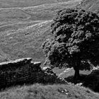 Hadrianswall B/W