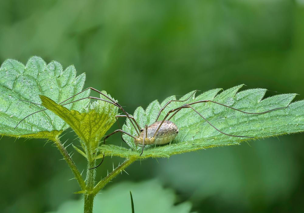 Hadrobunus grandis