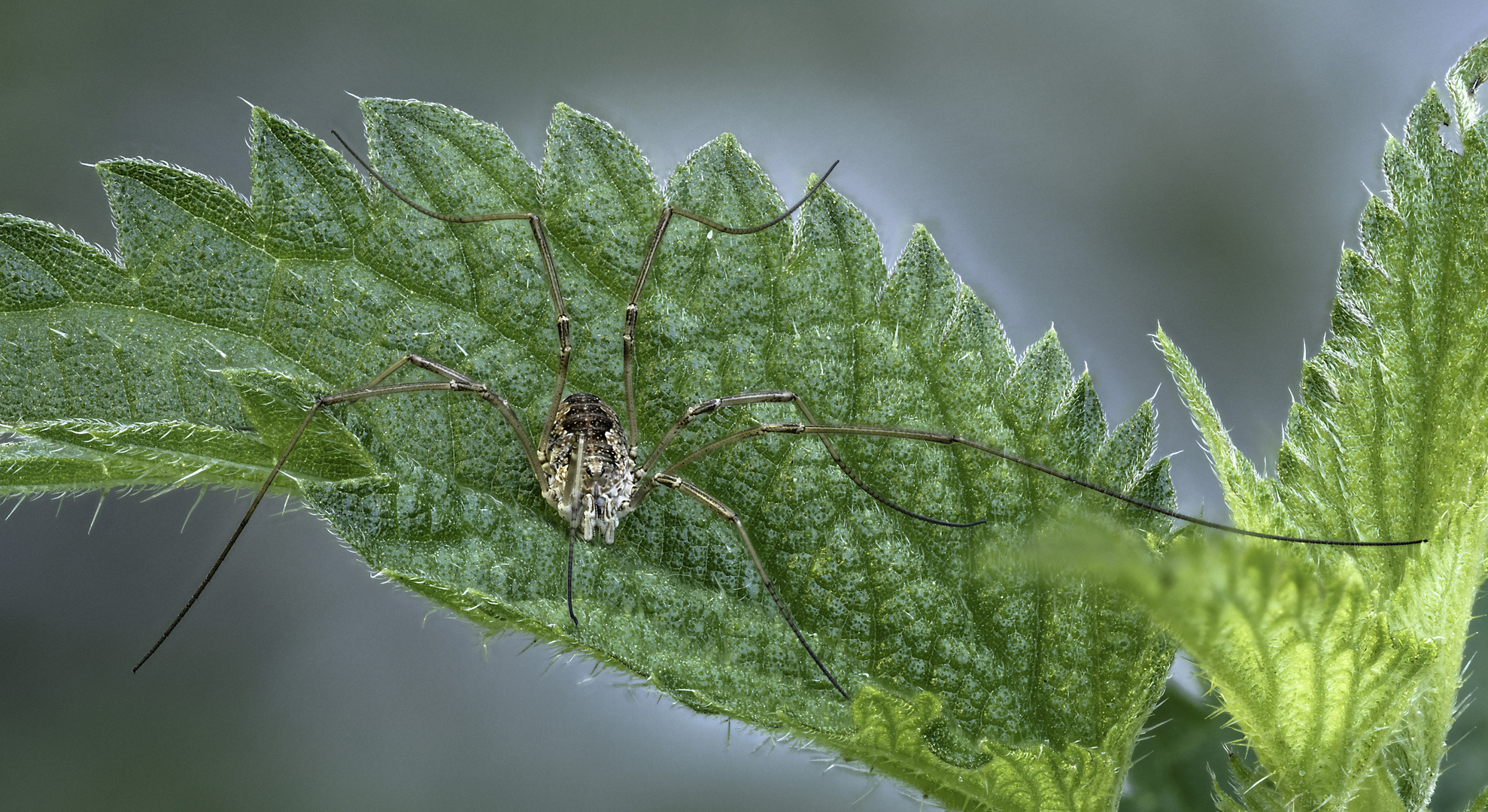 Hadrobunus grandis