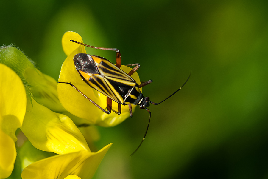 Hadrodemus m-flavum