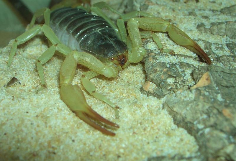 Hadrurus Arizonensis