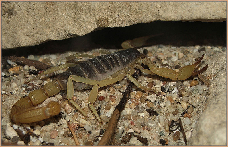 Hadrurus arizonensis