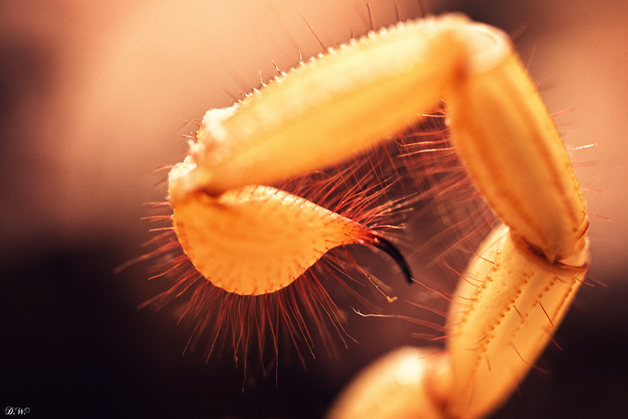 Hadrurus arizonensis Stachel