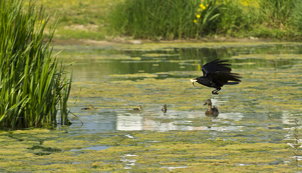 Hä hä, und wieder den Enten das Futter geklaut....