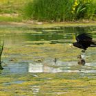 Hä hä, und wieder den Enten das Futter geklaut....