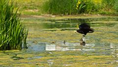 Hä hä, und wieder den Enten das Futter geklaut....