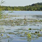 Häcklerweiher nähe Bad Saulgau