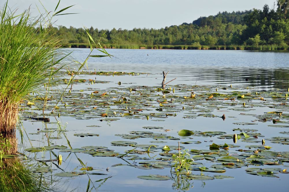 Häcklerweiher nähe Bad Saulgau