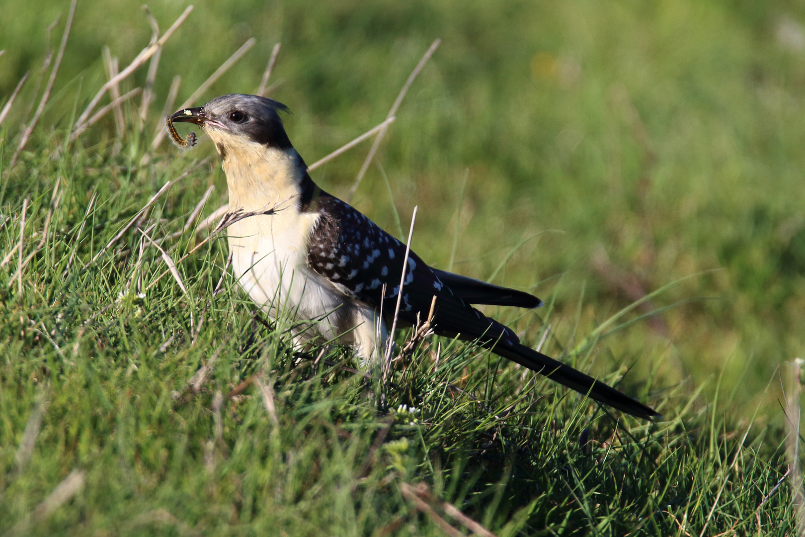 Häherkuckuck