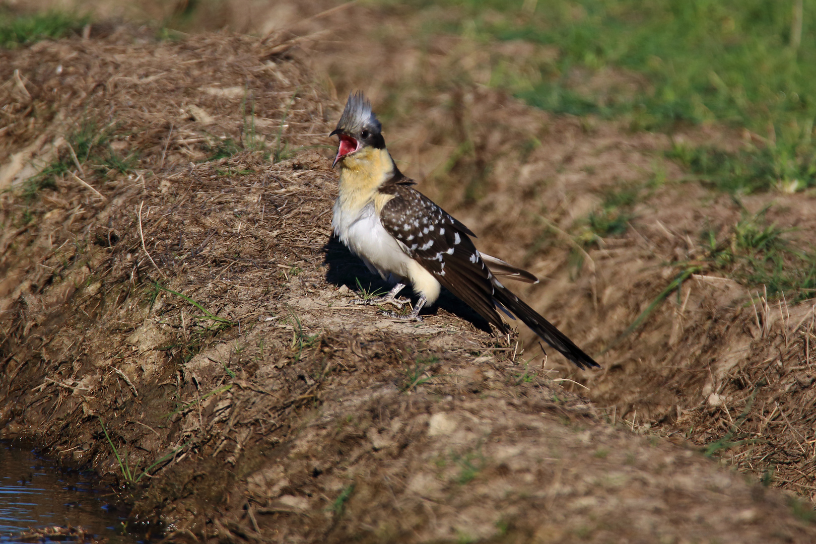 Häherkuckuck