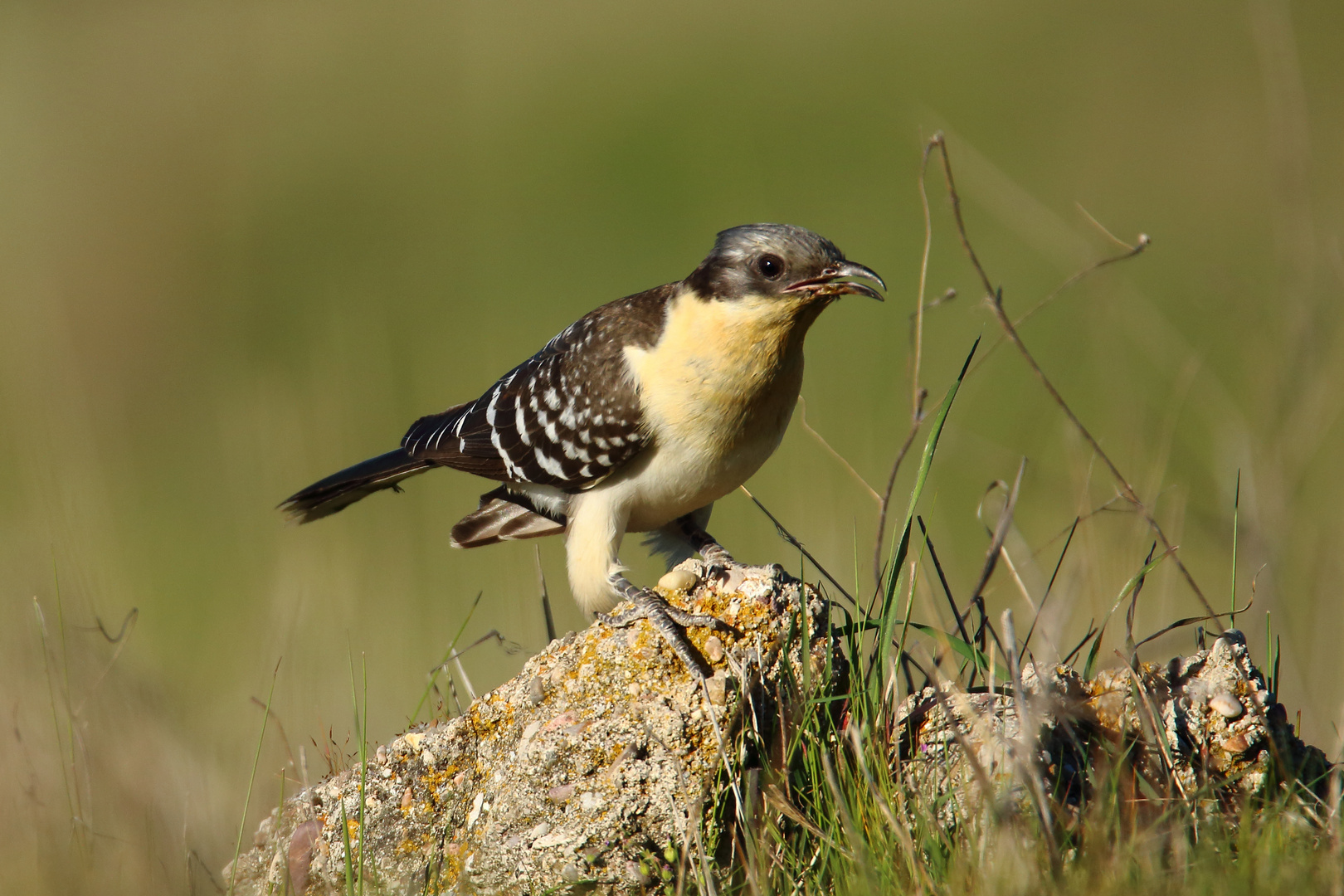 Häherkuckuck