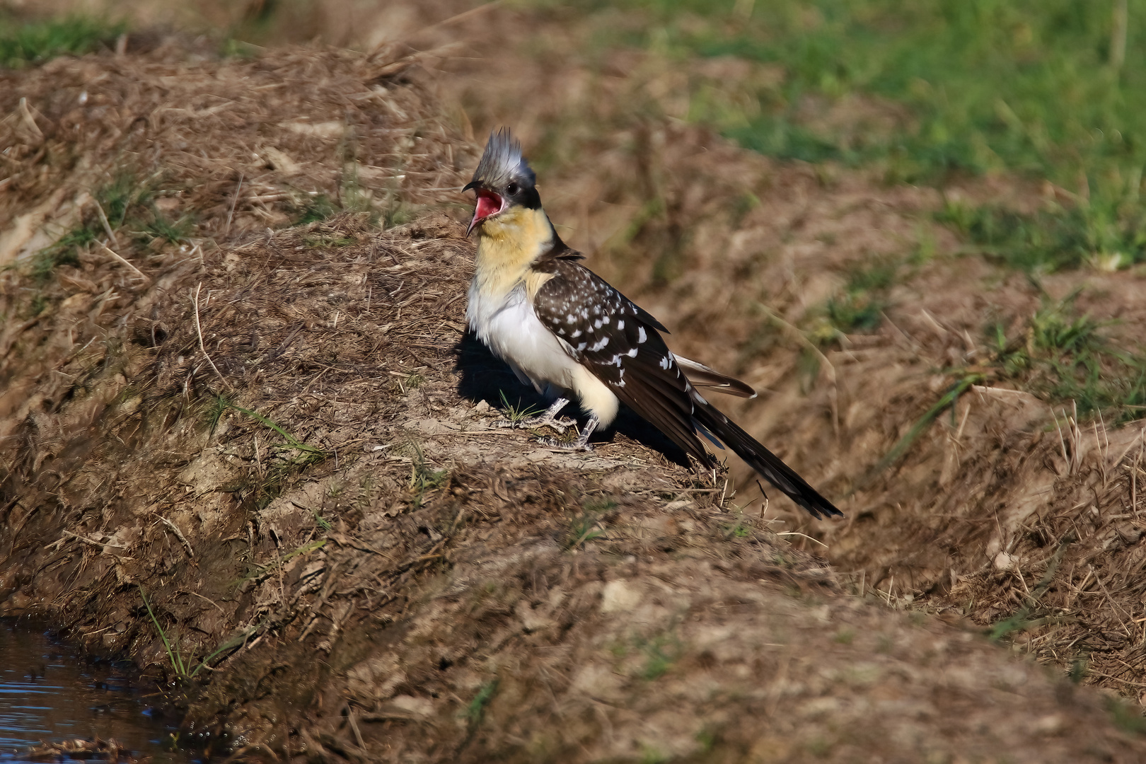 Häherkuckuck