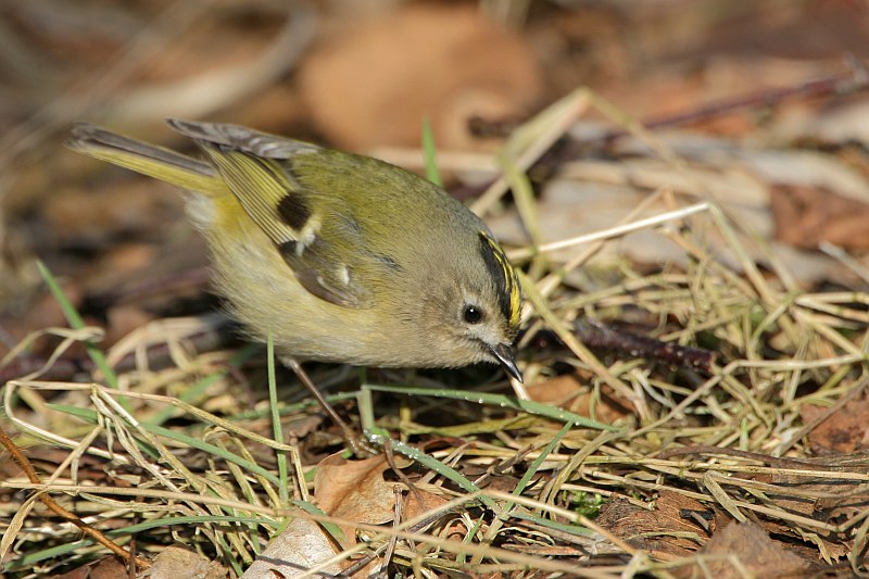 Hähnchen,