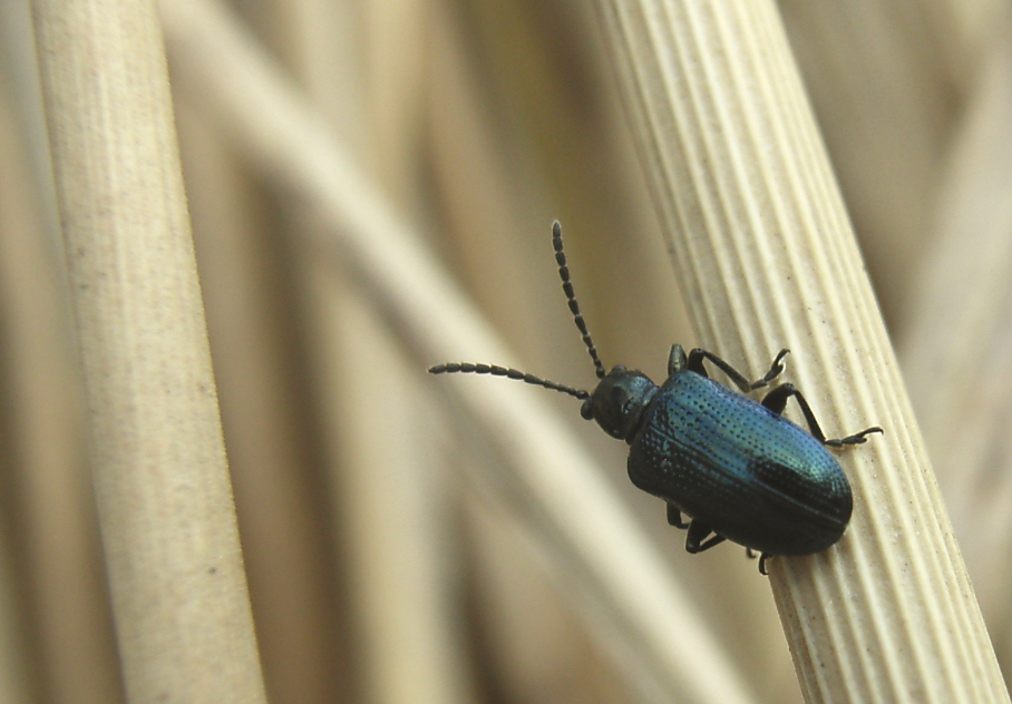 Hähnchen in Blau