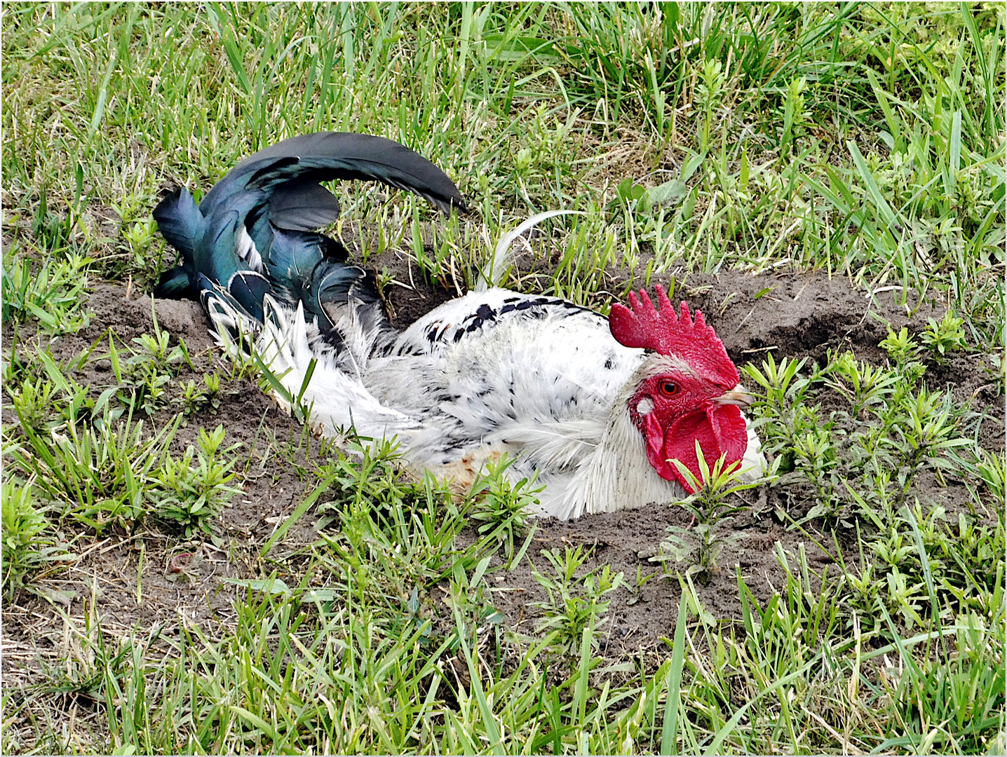 HÄHNCHEN IN DER GRUBE...