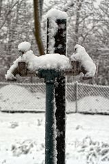 hähne im schnee