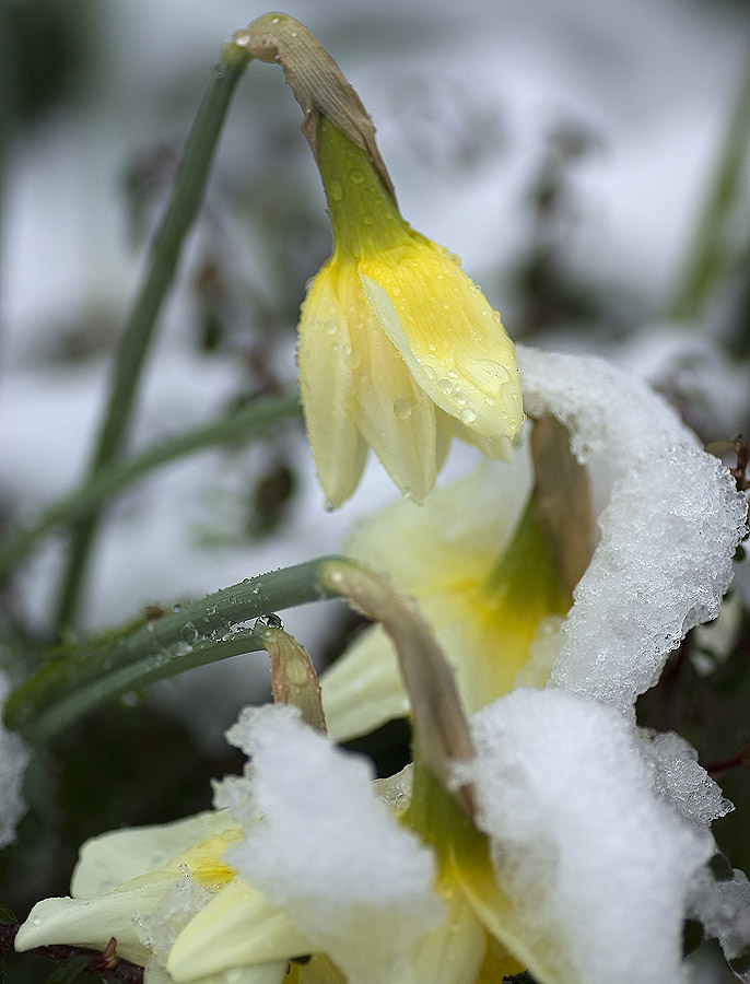 Hält der Schnee den Frühling auf?