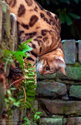 Hält! (remake 2016)