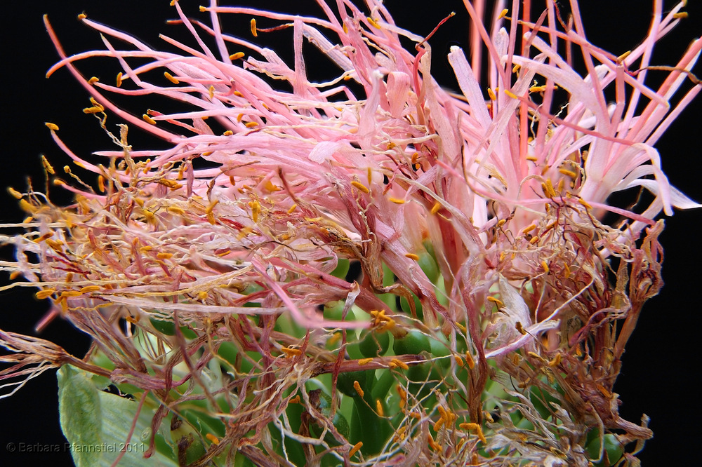 haemanthus