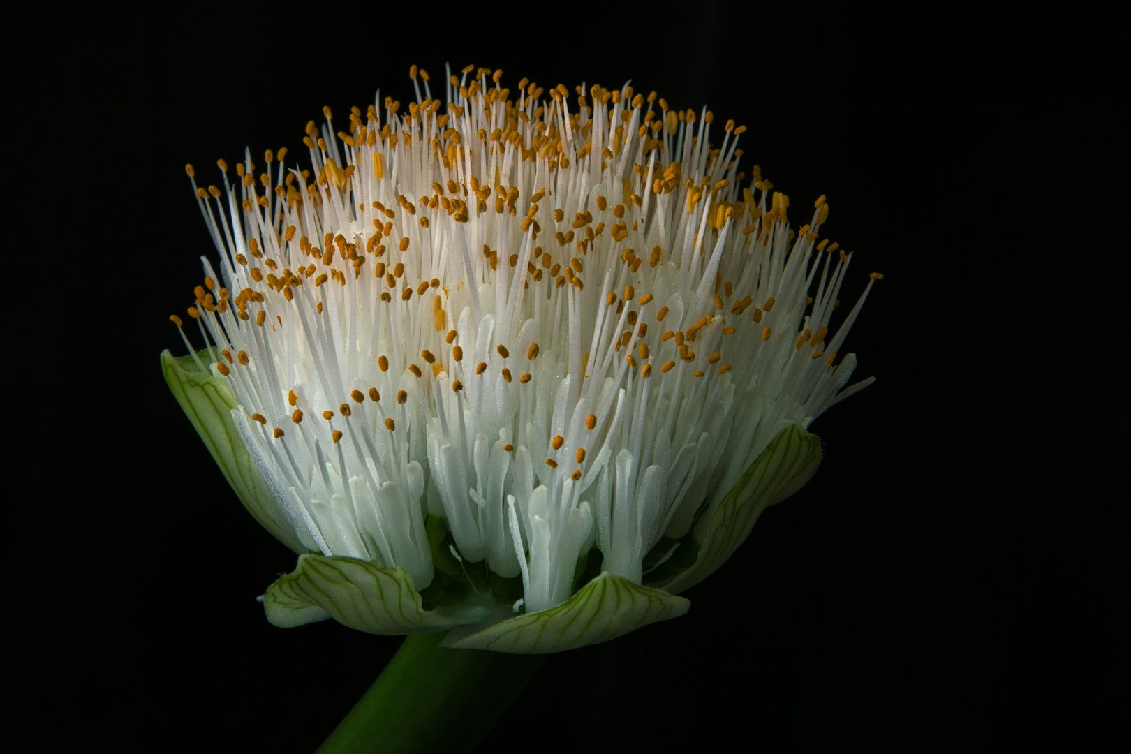 Haemanthus albiflos