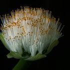 Haemanthus albiflos