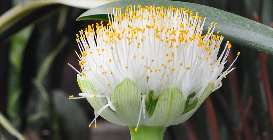 Haemanthus albiflos