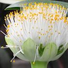 Haemanthus albiflos