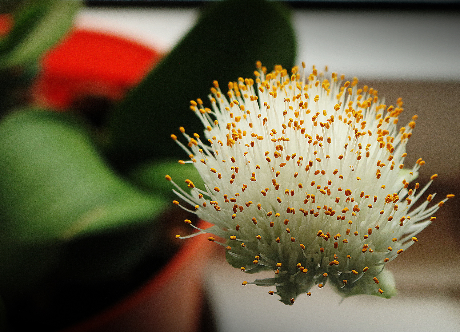 Haemanthus albiflos (Elefantenohr)