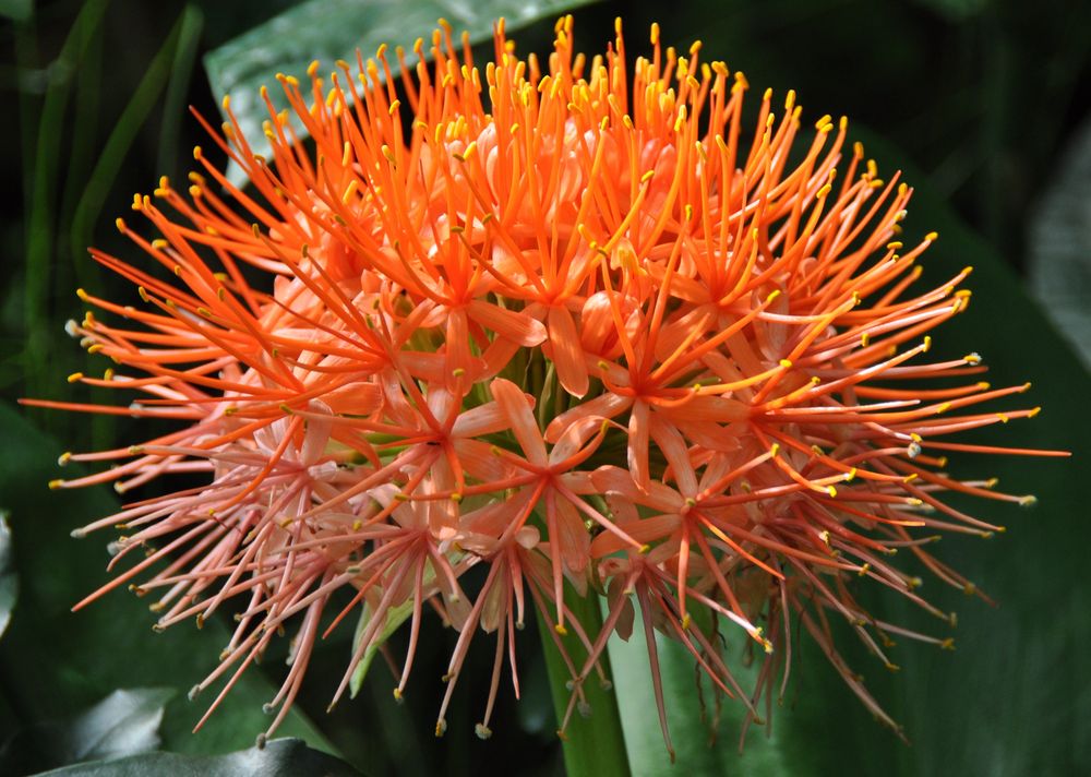 Haemanthus katharinae