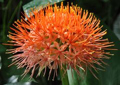 Haemanthus katharinae