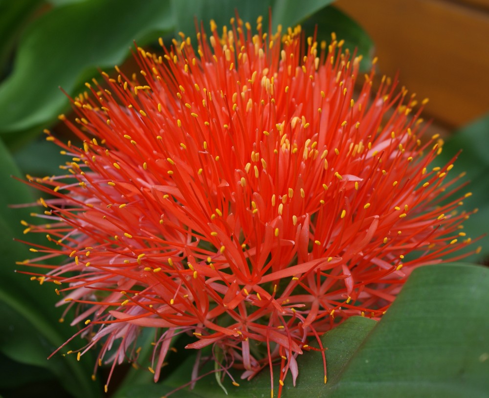 Haemanthus katherinae