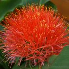 Haemanthus katherinae