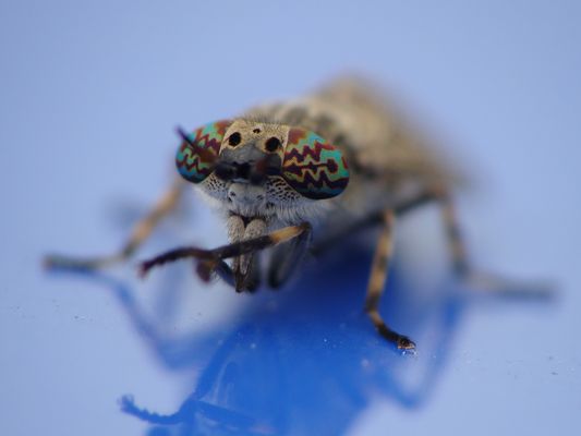 Haematopota pluvialis