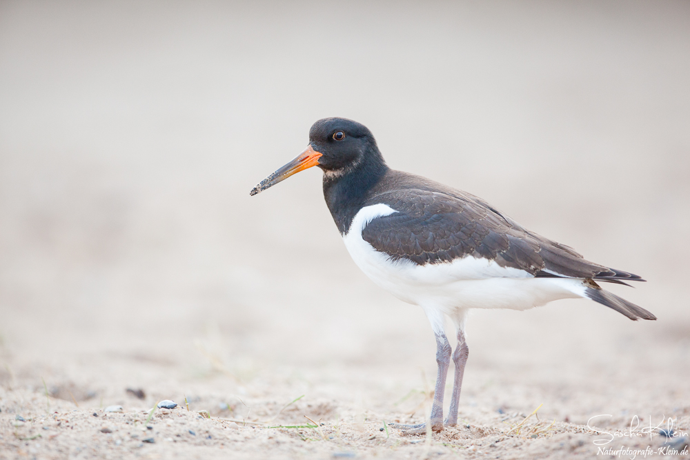 Haematopus ostralegus