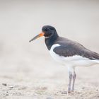 Haematopus ostralegus