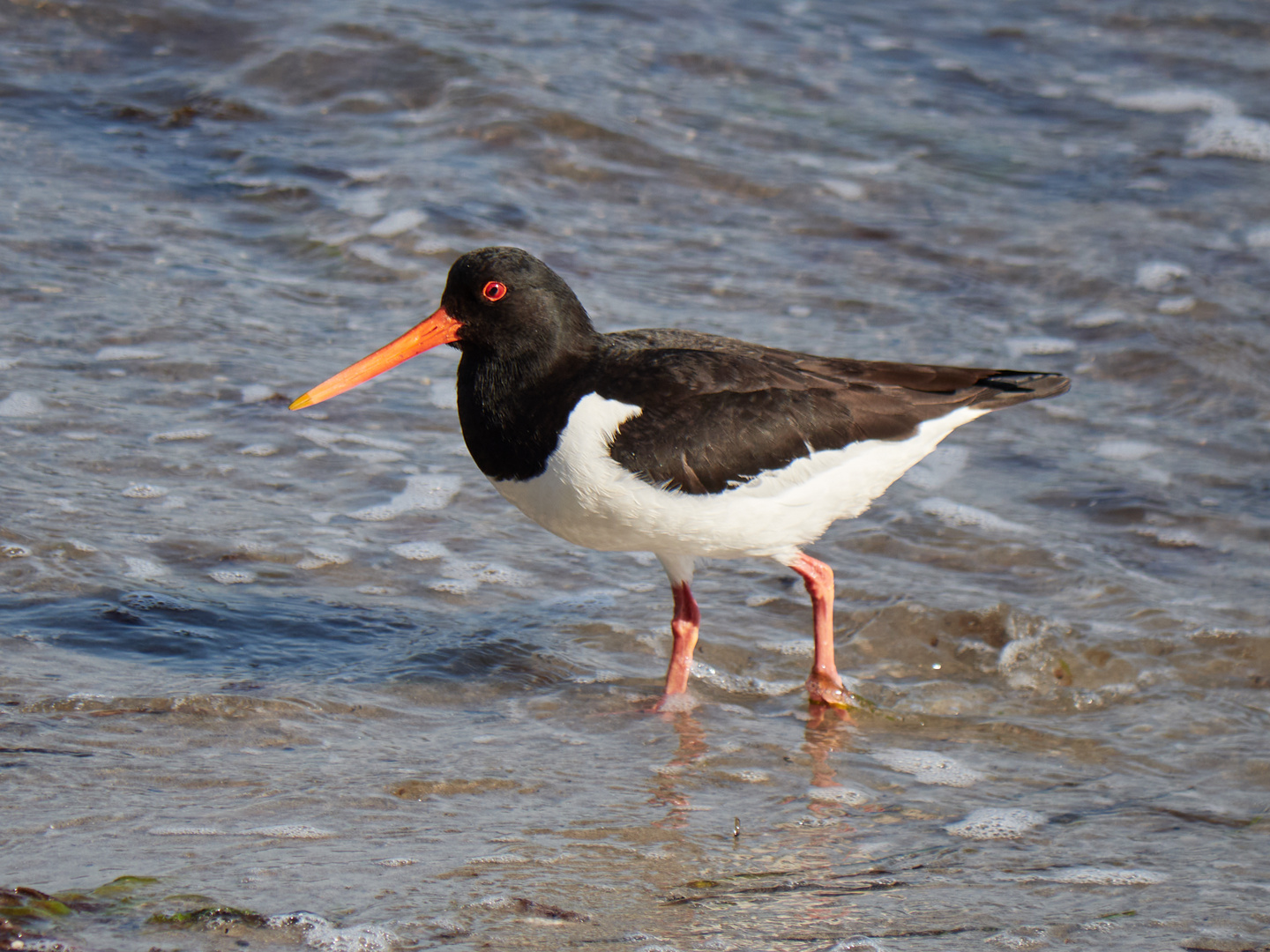 Haematopus ostralegus