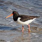 Haematopus ostralegus