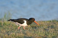 Haematopus ostralegus