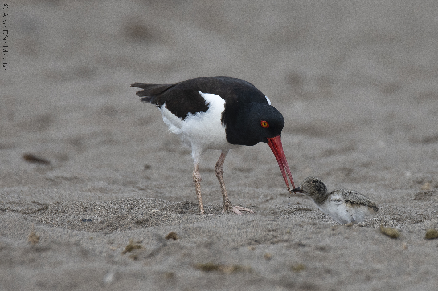 Haematopus palliatus