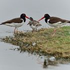 Haematopus palliatus