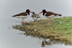 Haematopus palliatus