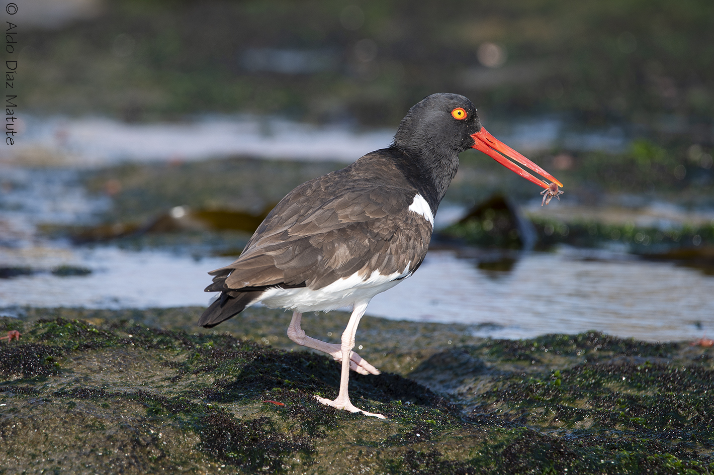 Haematopus palliatus