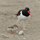 Haematopus palliatus