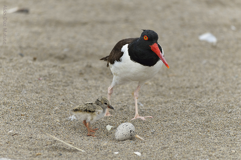 Haematopus palliatus